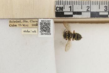 Media type: image;   Entomology 794929 Aspect: Labels